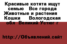 Красивые котята ищут семью - Все города Животные и растения » Кошки   . Вологодская обл.,Великий Устюг г.